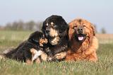 DOGUE DU TIBET 537